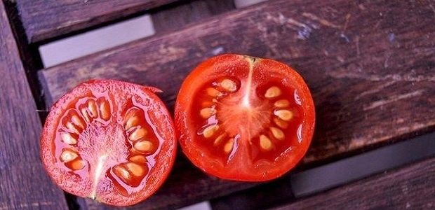 أنواع بذور الطماطم في مصر