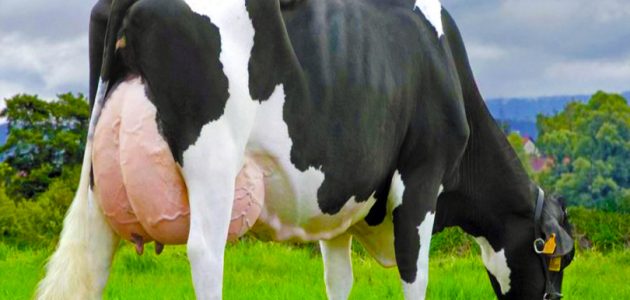 أبقار الهولشتاين