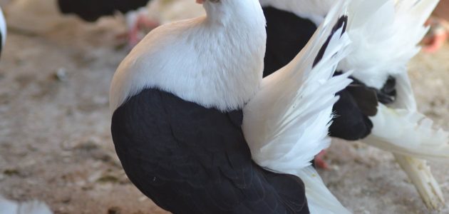 أنواع الحمام البلدي بالصور والسعر