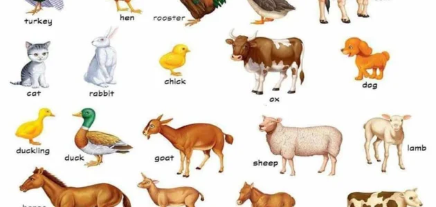 أنواع الحيوانات التي تعيش في المزرعة