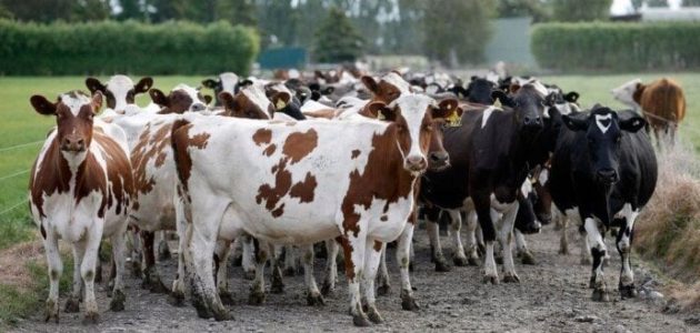 أنواع العجول واسعارها