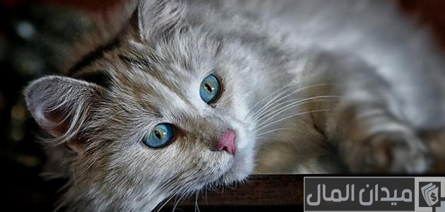 أين تعيش القطط