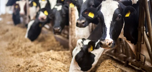 افضل علف لزيادة الحليب