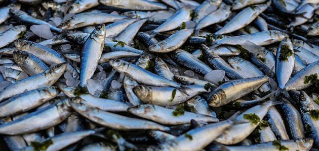 السمك للاكل في مصر