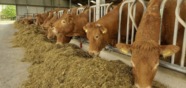 العلف المناسب لتسمين العجول