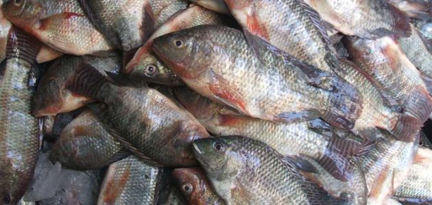 تربية أسماك البلطي