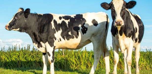 تربية الابقار الحلوب