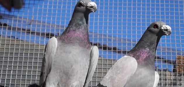 تربية الحمام البلدي