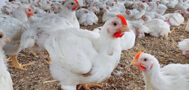 تربية الدواجن البيضاء في الصيف