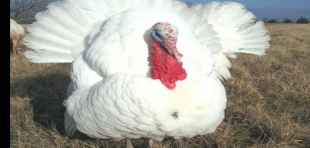 تربية الرومى الابيض