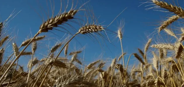 خريطة الدول المصدرة والمستوردة للقمح