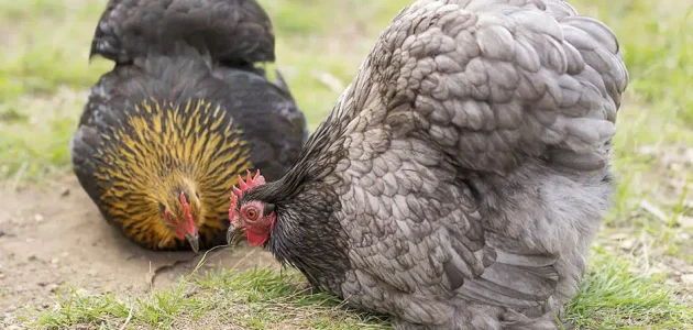 دجاج الزينة