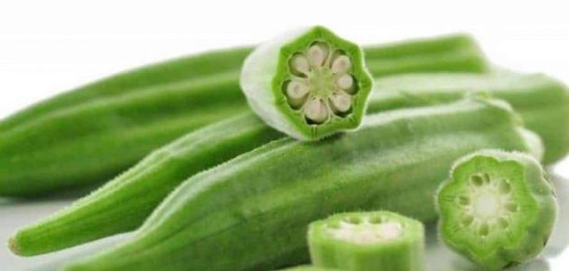 دراسة جدوى زراعة البامية