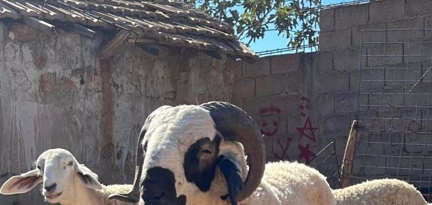 دراسة جدوى مشروع تربية المواشي