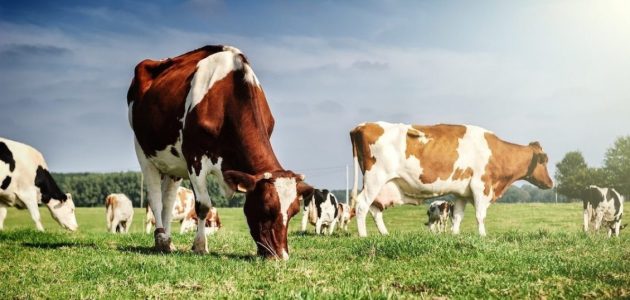 دعم المواشي لرأس