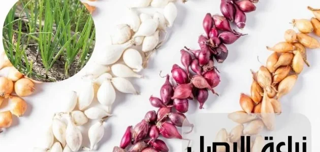 زراعة البصل من البذور