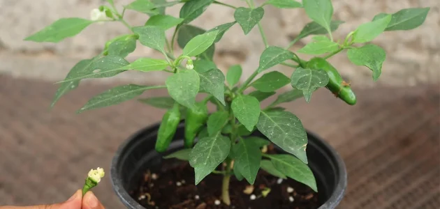 زراعة الفلفل الرومي في المنزل