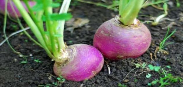 زراعة اللفت الياباني في مصر