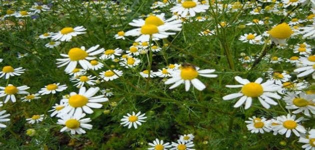 شركات تصدير النباتات الطبية