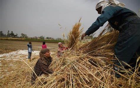 شروط إيصال الكهرباء للمزارع في السعودية