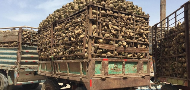 «التموين» تسدد مليار جنيه لمزارعي البنجر في المنيا