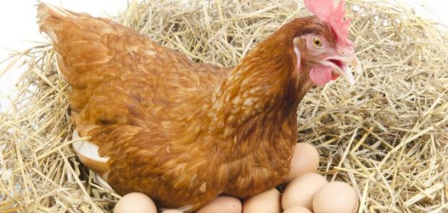 كم بيضة تبيض الدجاجة في اليوم