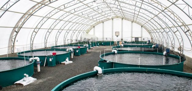 مزرعة سمكية صغيرة