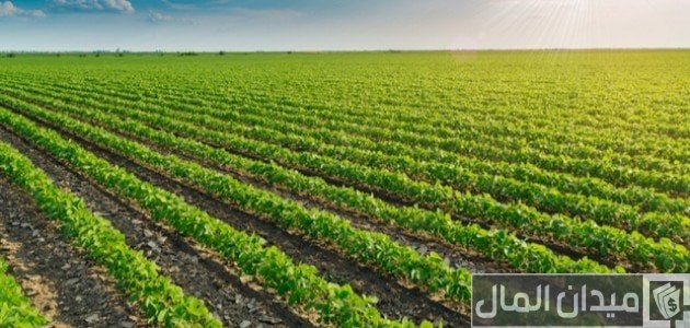مشاريع زراعية ناجحة