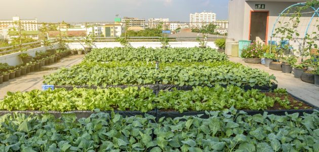 مشروع زراعة أسطح المنازل