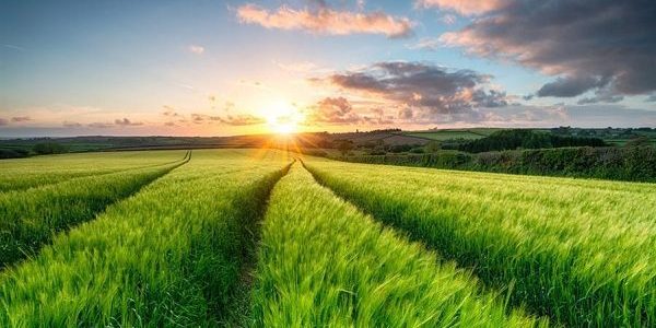 مواسم الزراعة في الإمارات