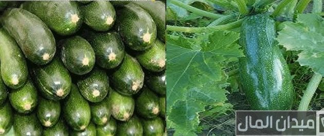 مواعيد زراعة الخيار في مصر