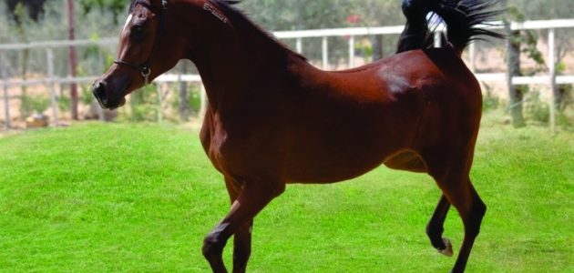 بيع وشراء الخيول في قطر