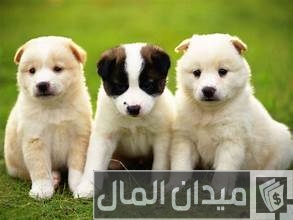 بيع وشراء الكلاب في قطر