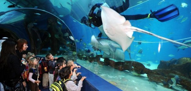 أسعار تذاكر الدخول إلى مربى الشارقة للأحياء المائية