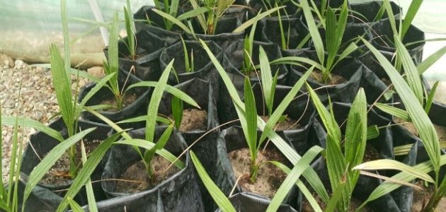 أسعار شتلات النخيل في مصر