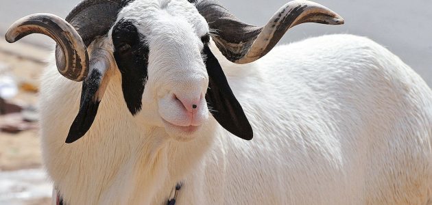 أعلاف لتسمين الأغنام