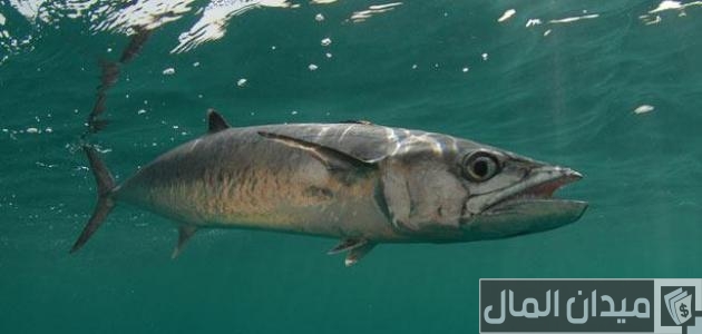 أفضل أنواع السمك في السعودية