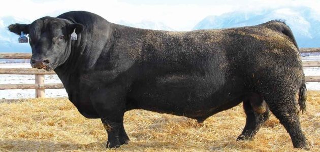 أنواع العجول للتسمين