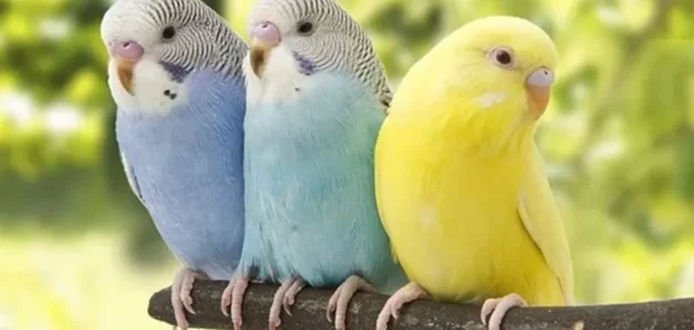 أنواع طيور الزينة في مصر
