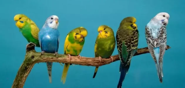 استيراد الطيور من الخارج للامارات