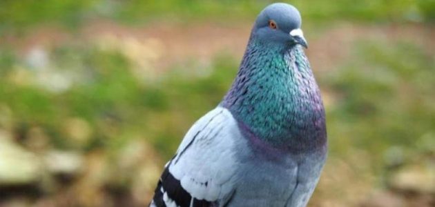 انواع الحمام الزاجل