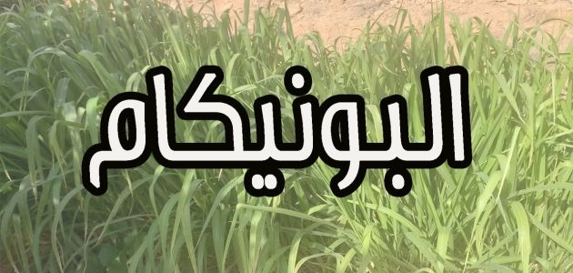 تجربتي في زراعة البونيكام