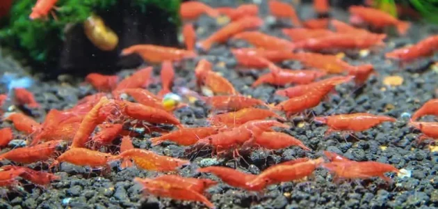 تربية الجمبري في المنزل