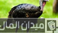 مشروع تربية الرومي البلدي في المنزل