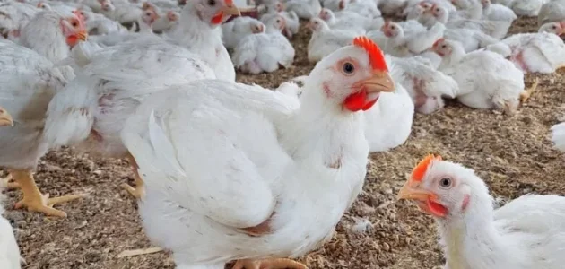 تربية الفراخ البيضاء