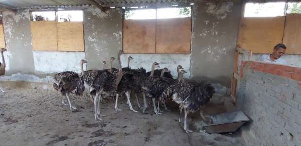 تربية النعام في المنزل