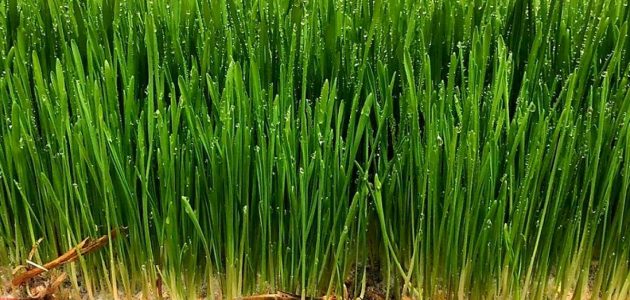 تسمين الأغنام على الشعير المستنبت