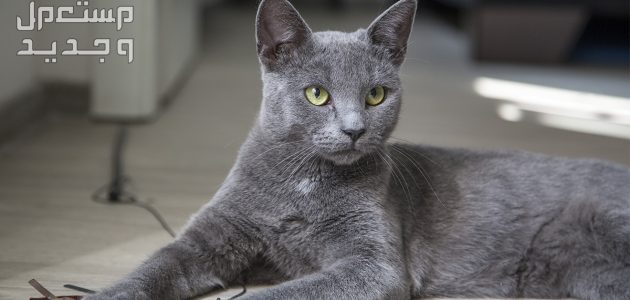 بيع وشراء القطط في قطر