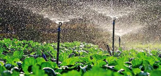 تكلفة شبكة الري بالتنقيط للفدان
