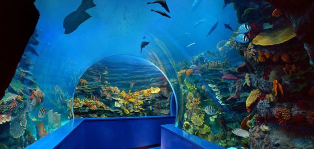 حجز تذاكر الدخول إلى مربى الشارقة للأحياء المائية